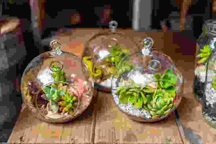 terrarium