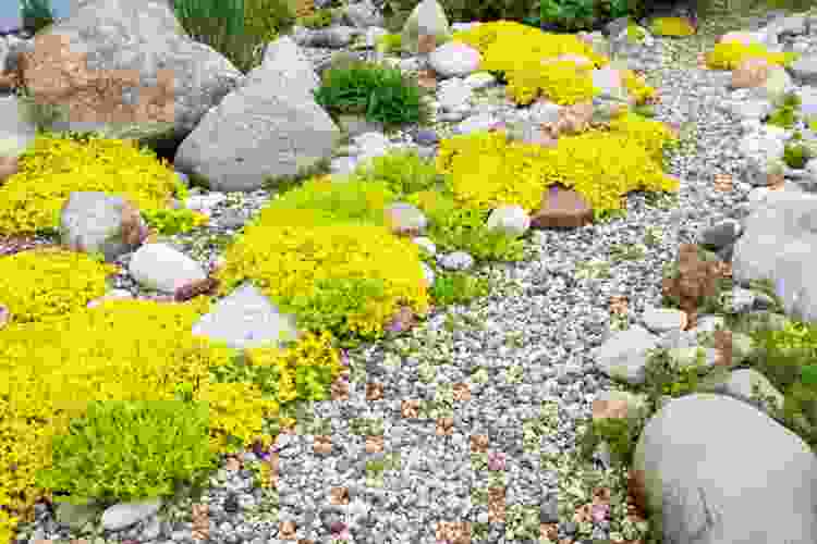 mixed rock garden