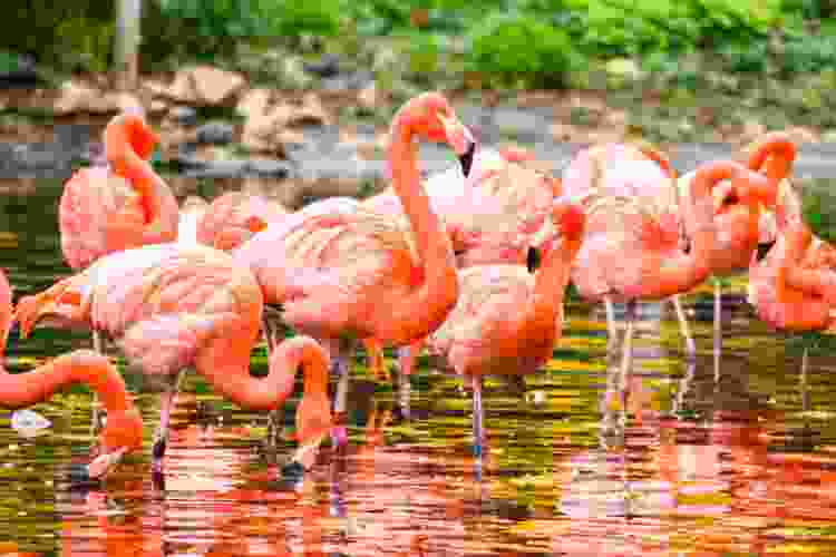 flamingos