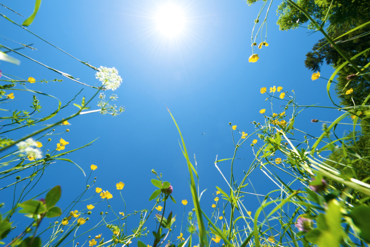 Flowers in sunny field