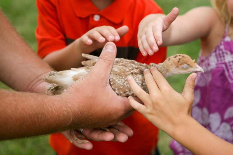 Children Petting Chick