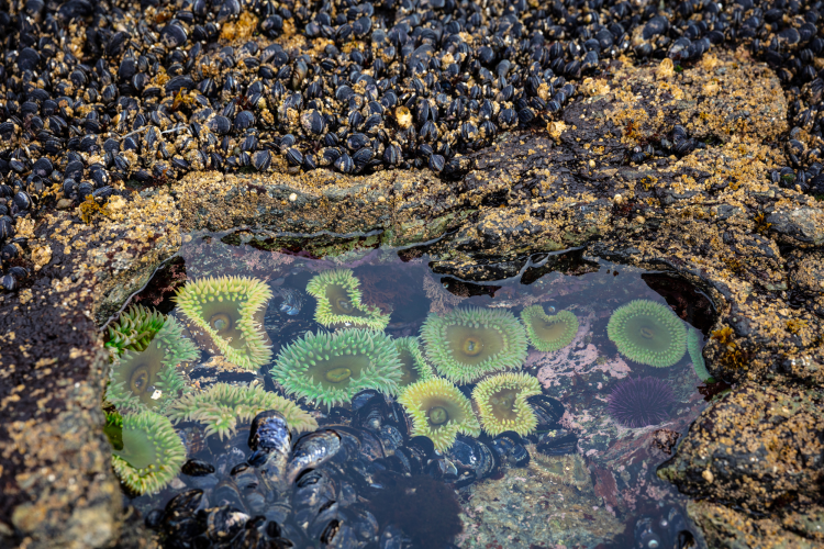 wading Tide Pools as thing to do in san diego with kids