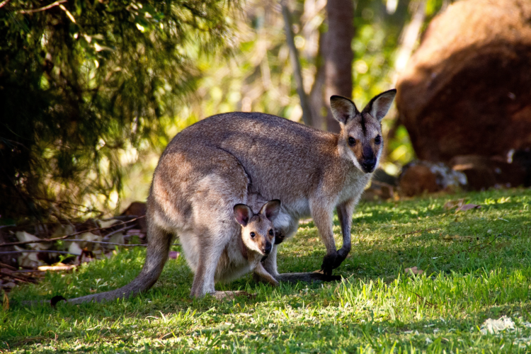 Kangaroos at Children’s Nature Retreat for thing to do in San Diego with kids