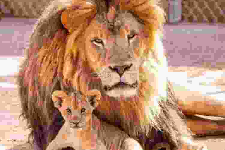 Lion Habitat Ranch, Vegas