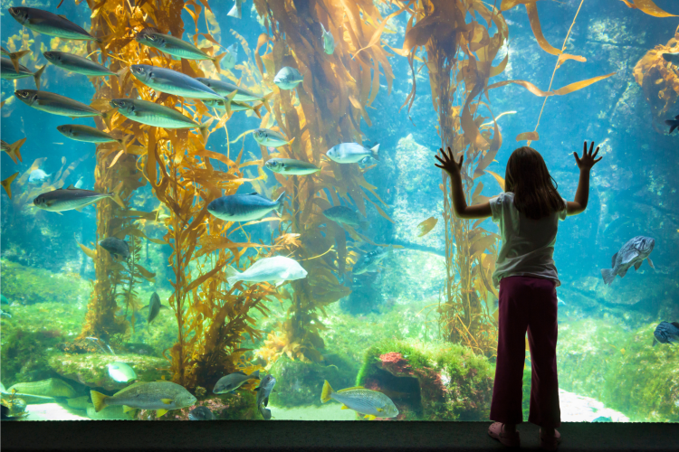 Aquarium with kids