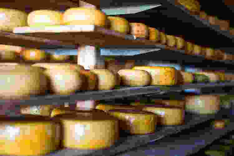 Aging Gouda cheese