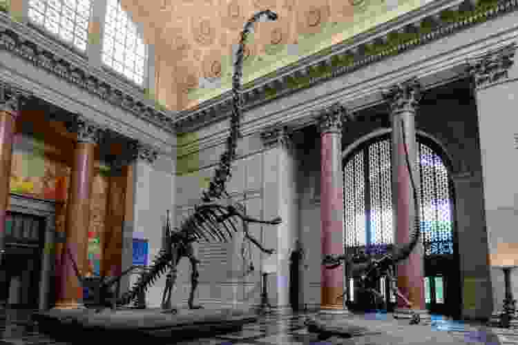 American Museum of Natural History