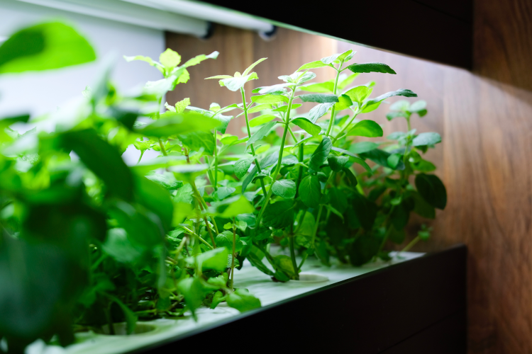 Hydroponic Herb Garden as kitchen island idea