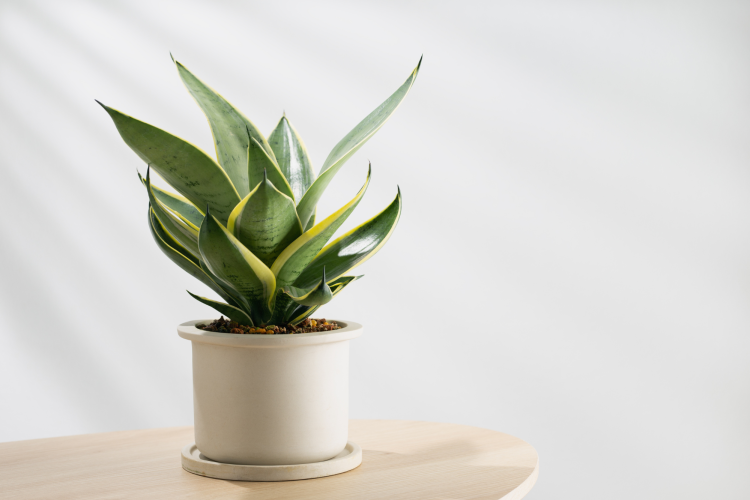 House Plant