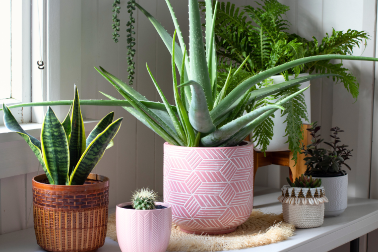 Indoor Plants as classroom decoration idea