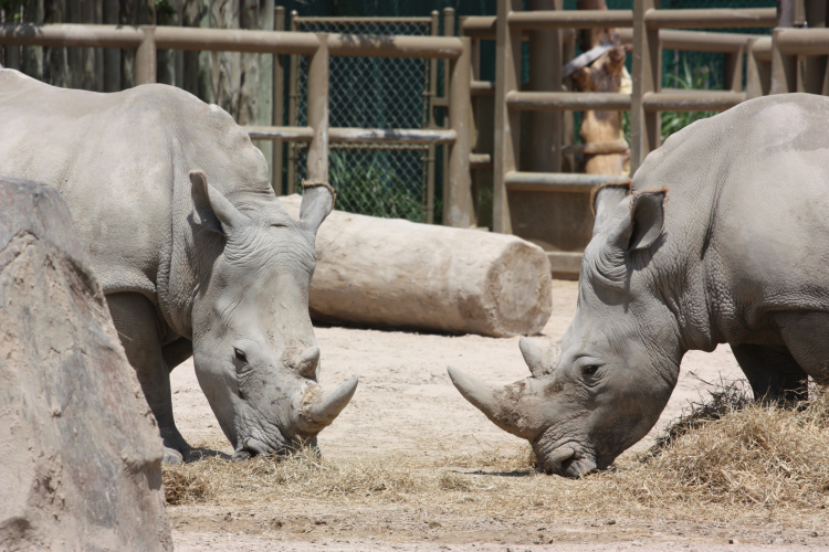 Rhinos at Houston Zoo