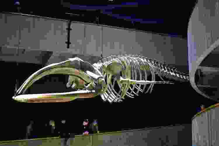 Right whale skeleton | New England Aquarium Boston