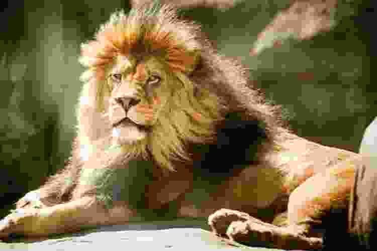 lion on rock
