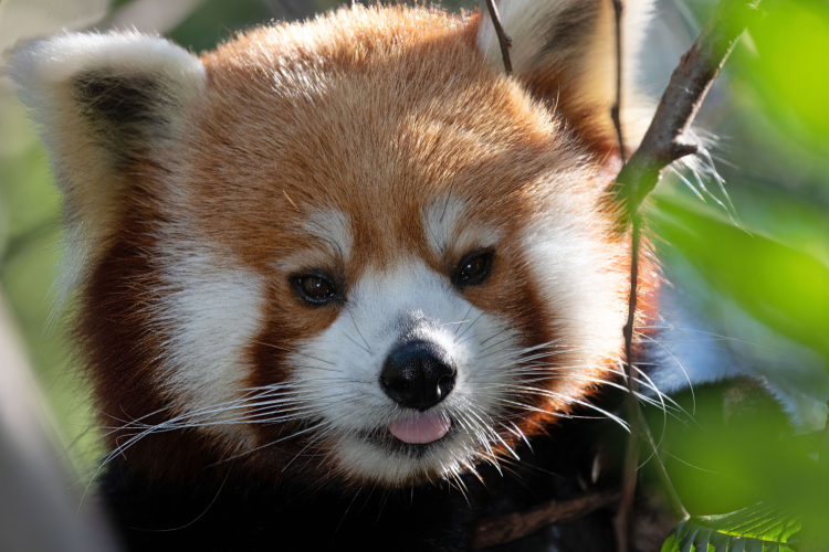 Red Panda at Atlanta Zoo