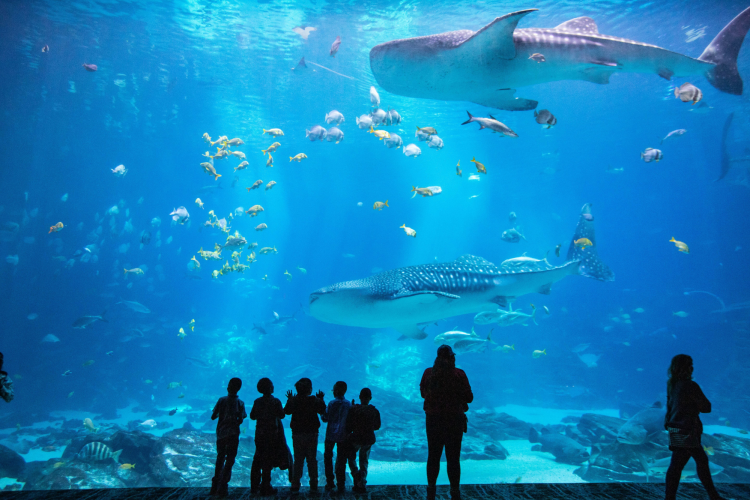 Georgia Aquarium as thing to do in Atlanta with kids
