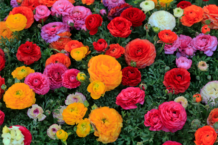 Rainbow of Perennials