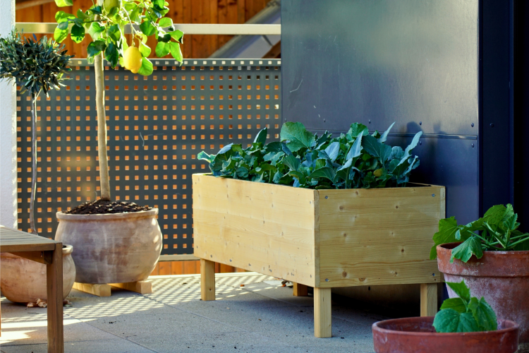 raised garden bed