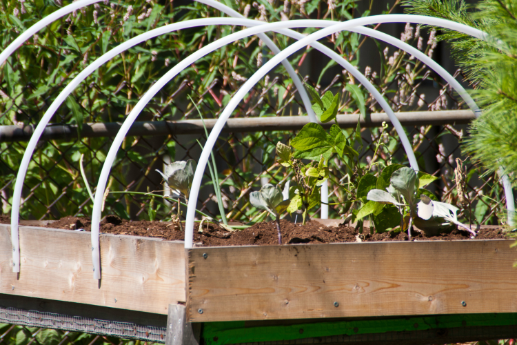 Funky shapes raised garden