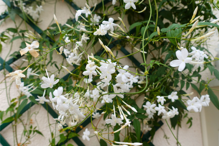 Trellis to Support Climbing Plants