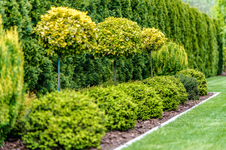 Large Shrubs