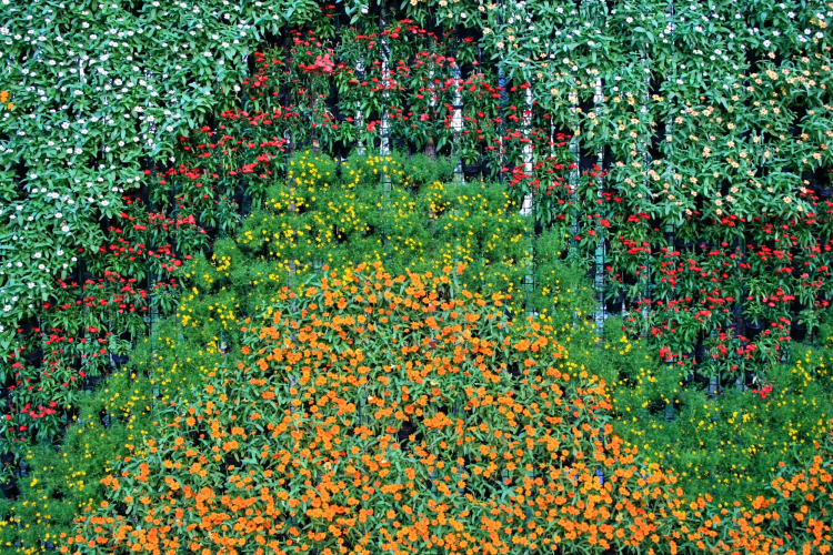 Living Wall with flowers