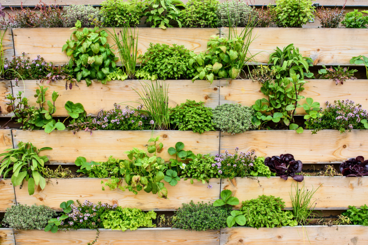 Vertical Gardening