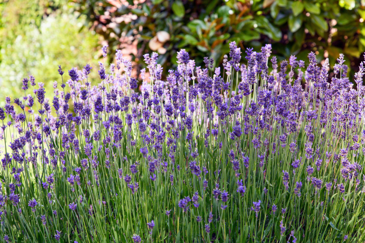 Lavender in a garden