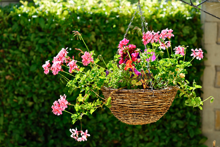 Hanging Baskets