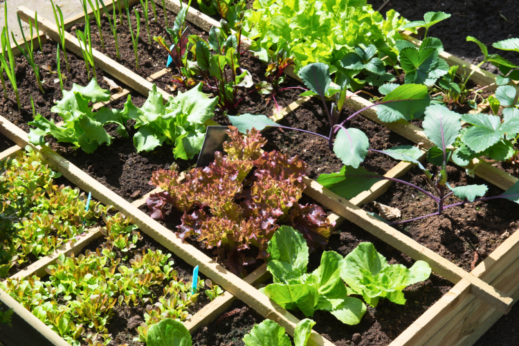Small Square Garden
