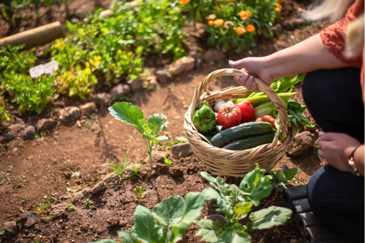 Plant small vegetables