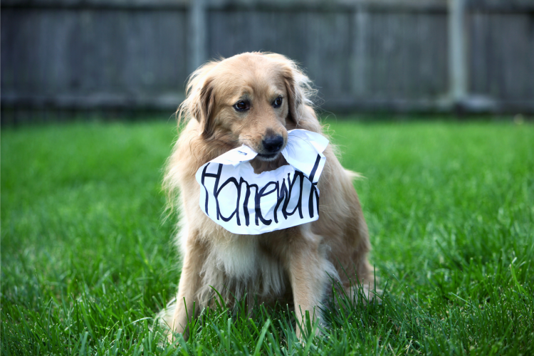 dog tearing up piece of paper that says homework