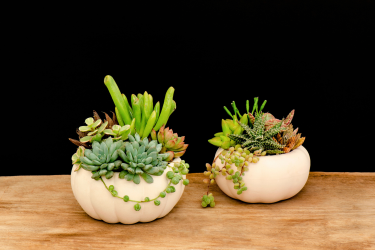 succulent gardens