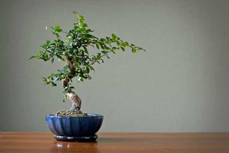 Bonsai Tree on a table