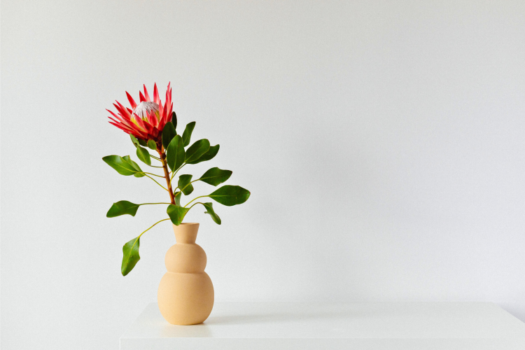 Single-Stem Flower in a Vase