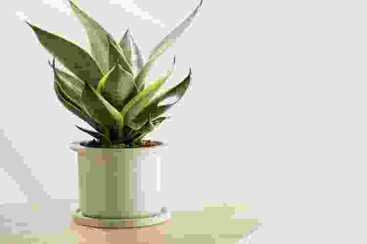 plant