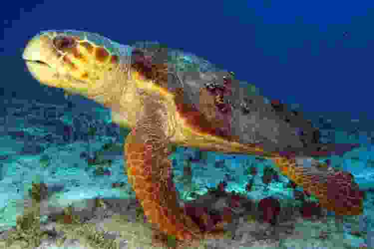 loggergead turtle