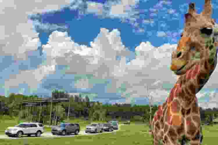 lion country safari