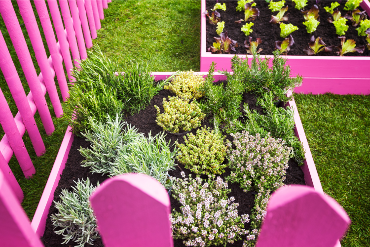 herb garden pink raised beds with herbs vegetables trendy garden design