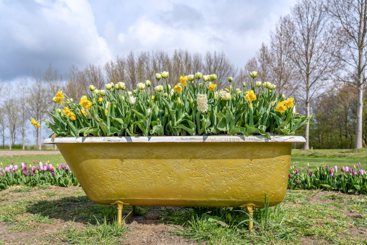 amazing view old bathtub filled with beautiful flowers field