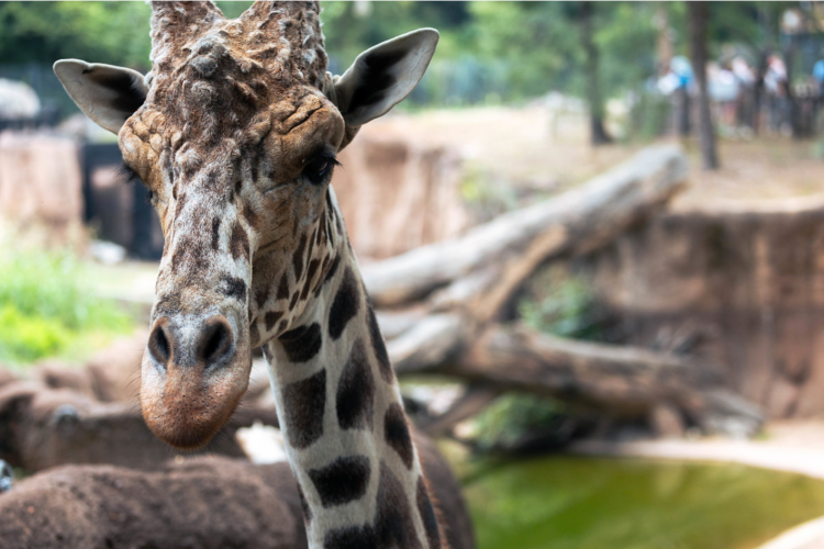 Giraffe Dallas Zoo