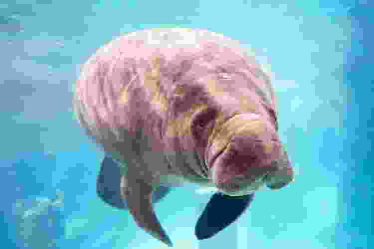 Manatee