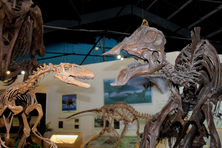 Exhibit at Rocky Mountain Dinosaur Resource Center