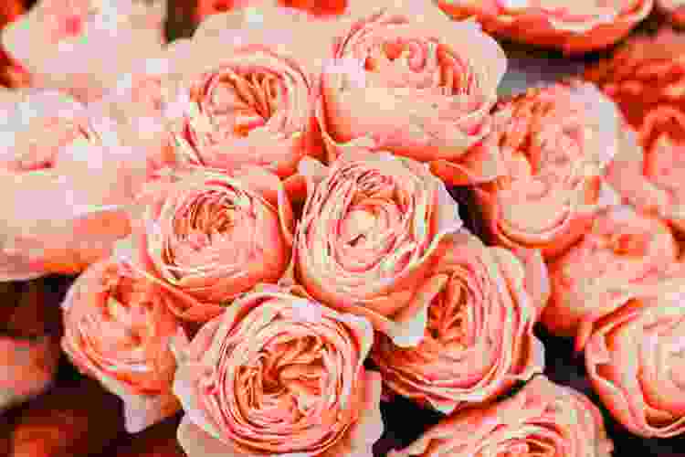 Coral flowers
