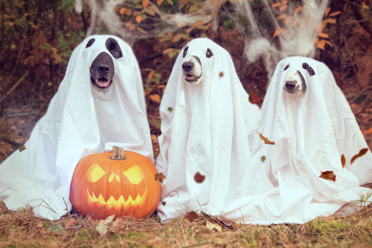 dogs dressed up as ghosts