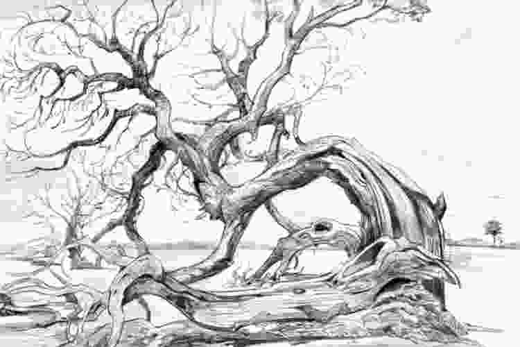 tree drawing