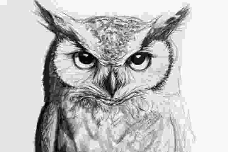 owl drawing