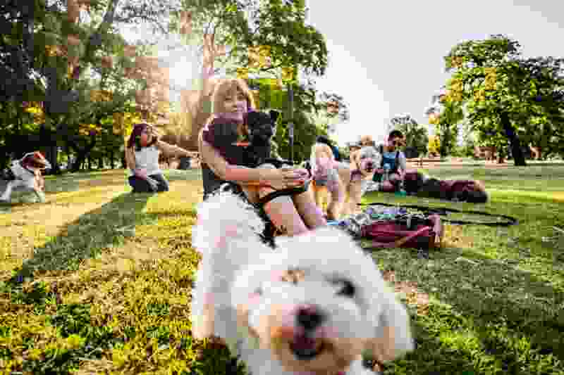 dogs day out
