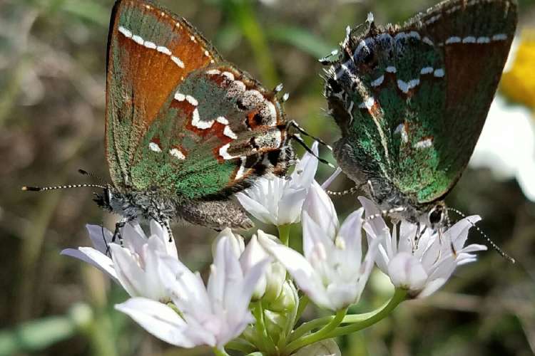 two brown, green and white butterflies on white flowers