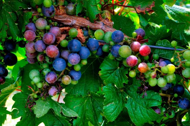 Malbec grapes ripening in a French wine region