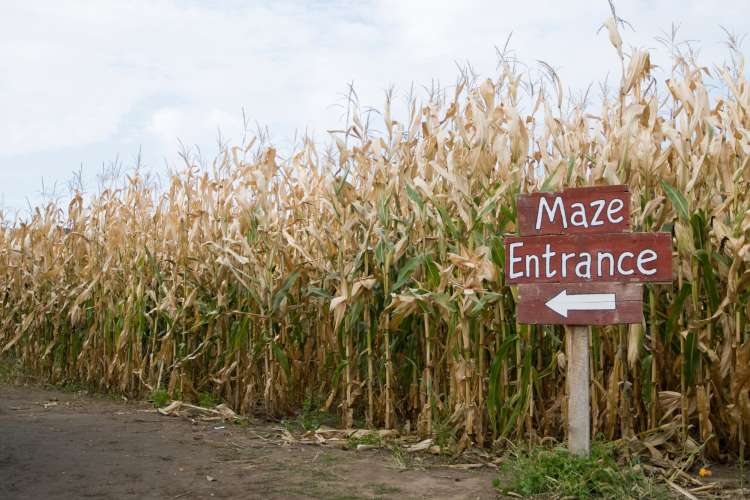 a cornfield and a sign that reads Maze Entrance